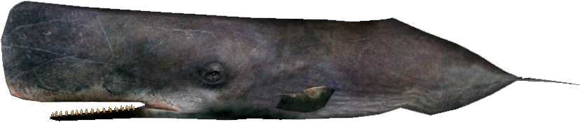 Sperm Whale - Knife (827x827), Png Download