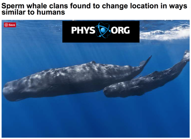 Com/read/sperm Whales Dominica Galapagos - Sperm Whale Man Dwarf Fortress (400x332), Png Download