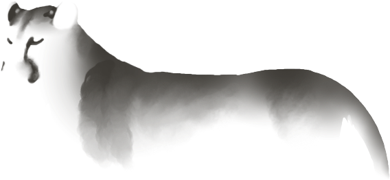 Dall's Sheep (640x500), Png Download