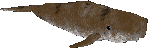 Sperm Whale, Oceans Pack (562x562), Png Download