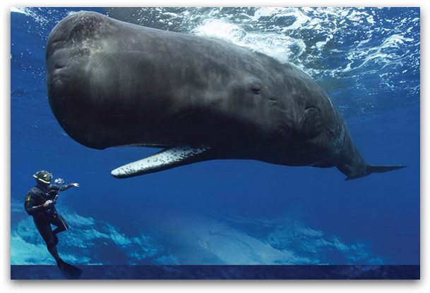 Dav#hwa Frank Or The Whale - Sperm Whale (620x420), Png Download