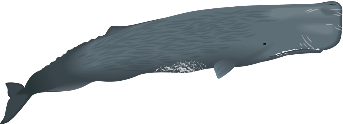 Sperm Whales Have The Largest Brain Of Any Animal, - Sperm Whale (1200x482), Png Download