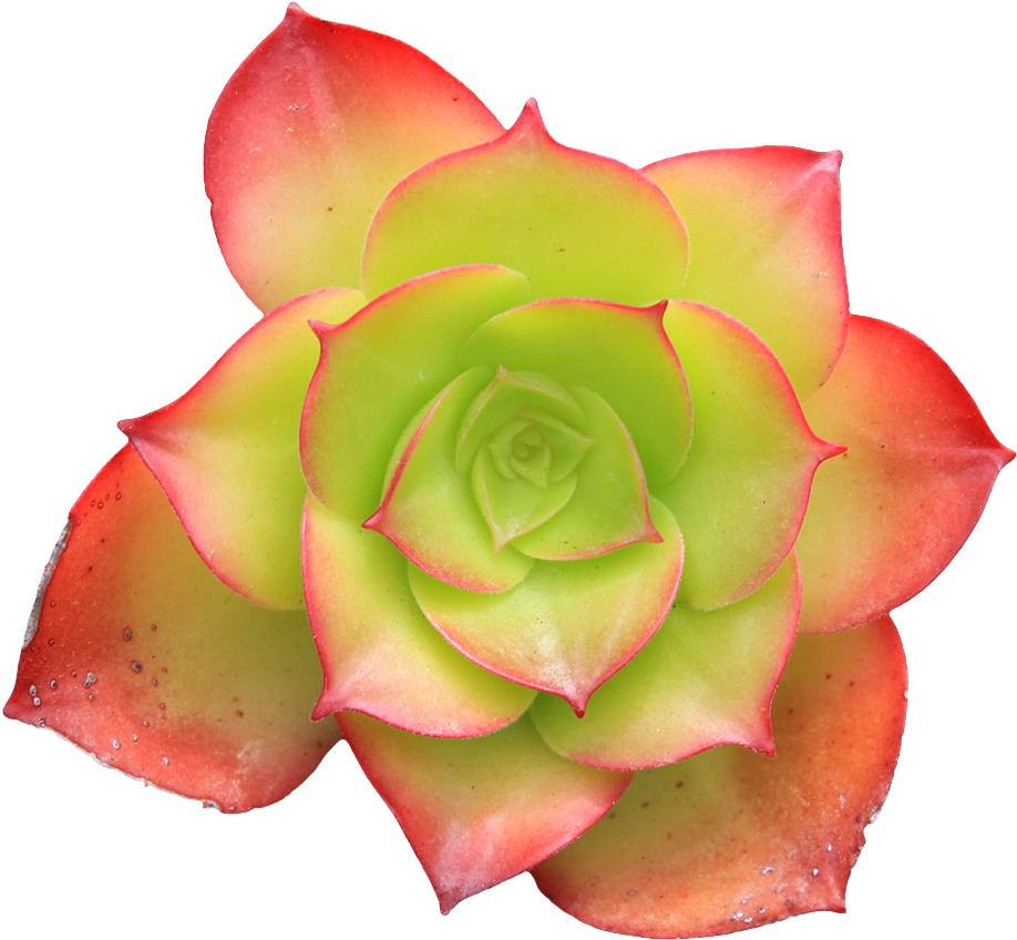 Transparent Pixel Plants Tumblr - Succulent Png No Background (931x866), Png Download