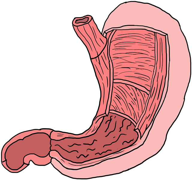 Happy Gut, Happy Life - Stomach Muscles (960x637), Png Download