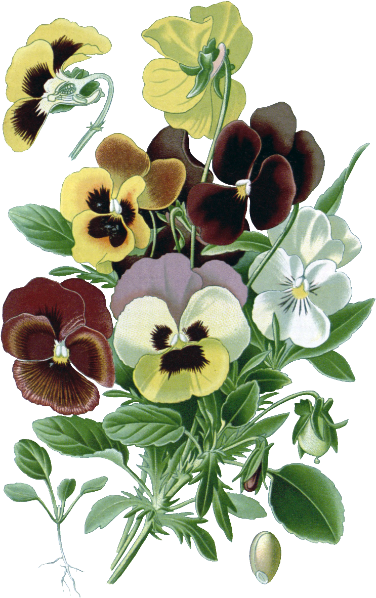 Hd Gorgeous Vintage Painted Flowers - طرح گل برای نقاشی (1024x1280), Png Download
