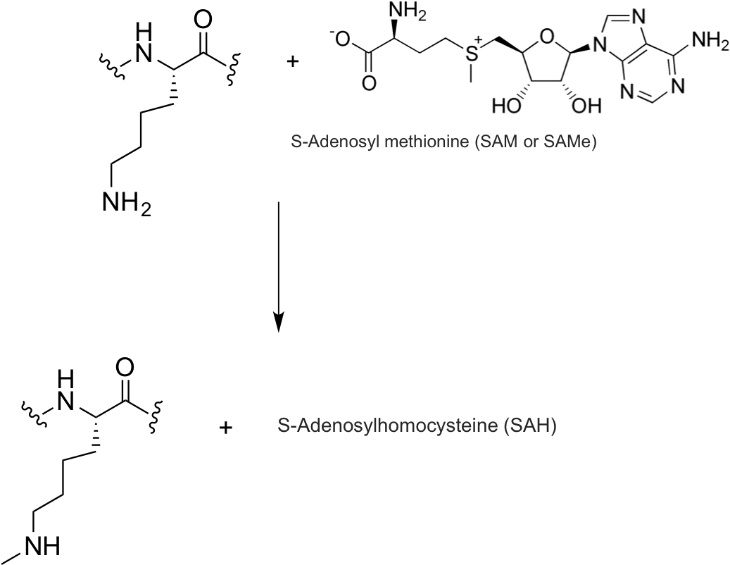 Expert Answer - S Adenosyl Methionine (1051x813), Png Download