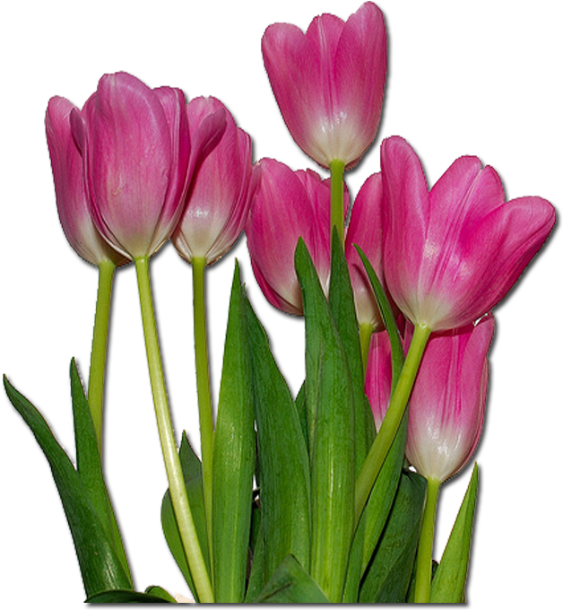 Related Wallpapers - Tulips Flowers (1000x1000), Png Download