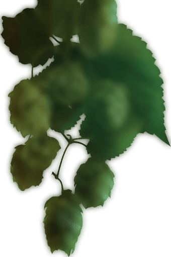 Beer Hop Left - American Holly (340x511), Png Download