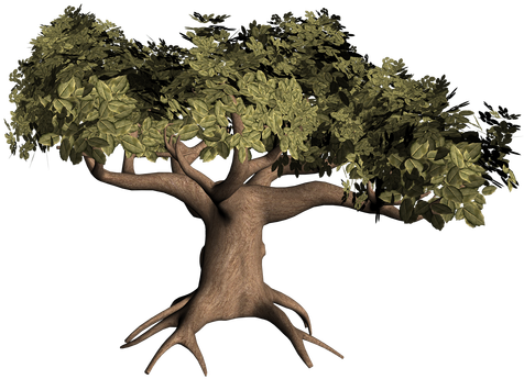 Broccoli Becomes Picture Tree Tl Oaktree - Oak Tree (500x353), Png Download