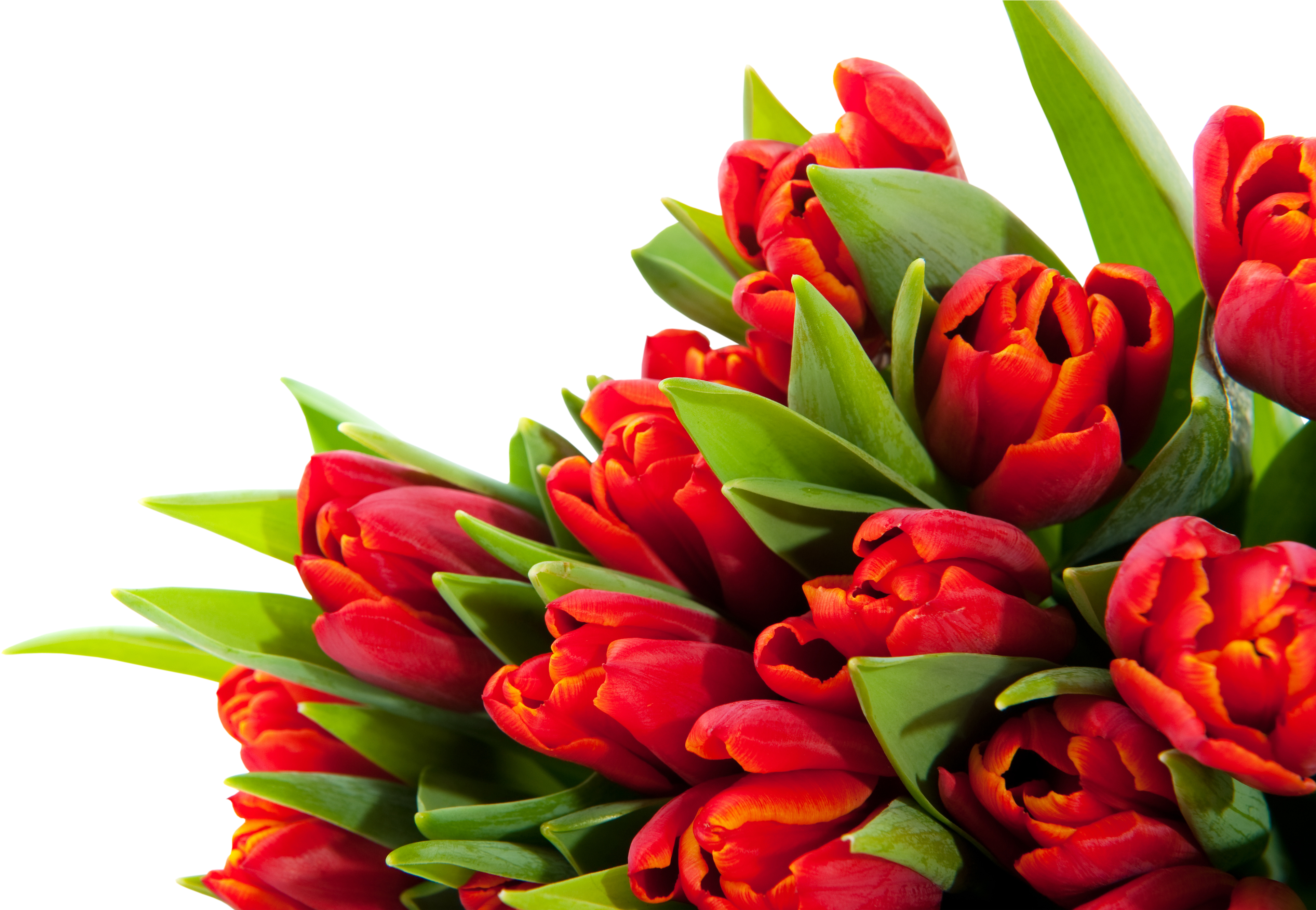 Bouquet Flowers Png - Group Of Flowers Not In Vase Bright (4000x2662), Png Download