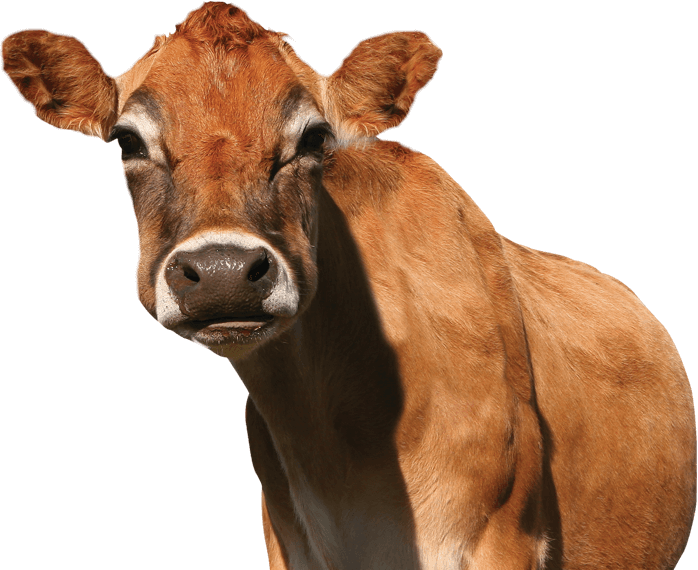 Meet The Jersey Cows Of Promised Land Dairy In Our - Cow Png (698x570), Png Download