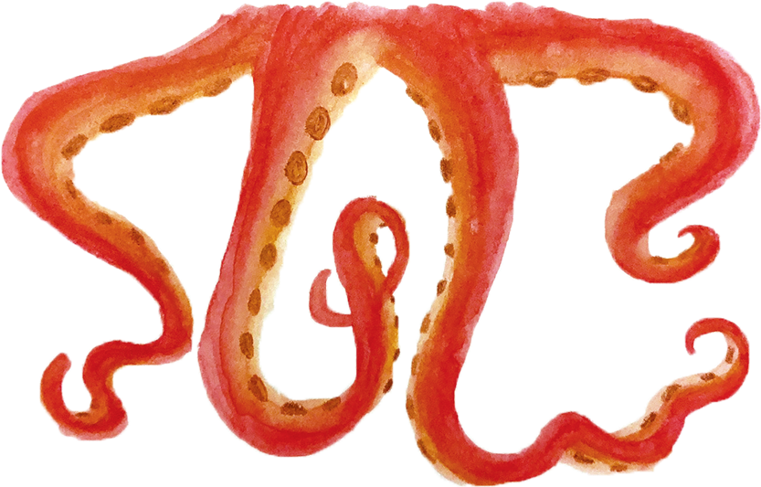 By Melinda Lewis - Octopus (1000x582), Png Download
