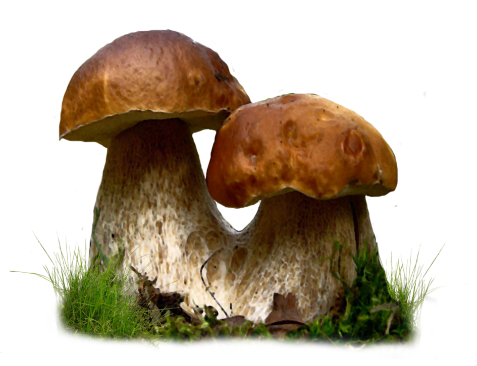Clip Library Stock Fungi Drawing Realistic - Mushroom Png (999x799), Png Download