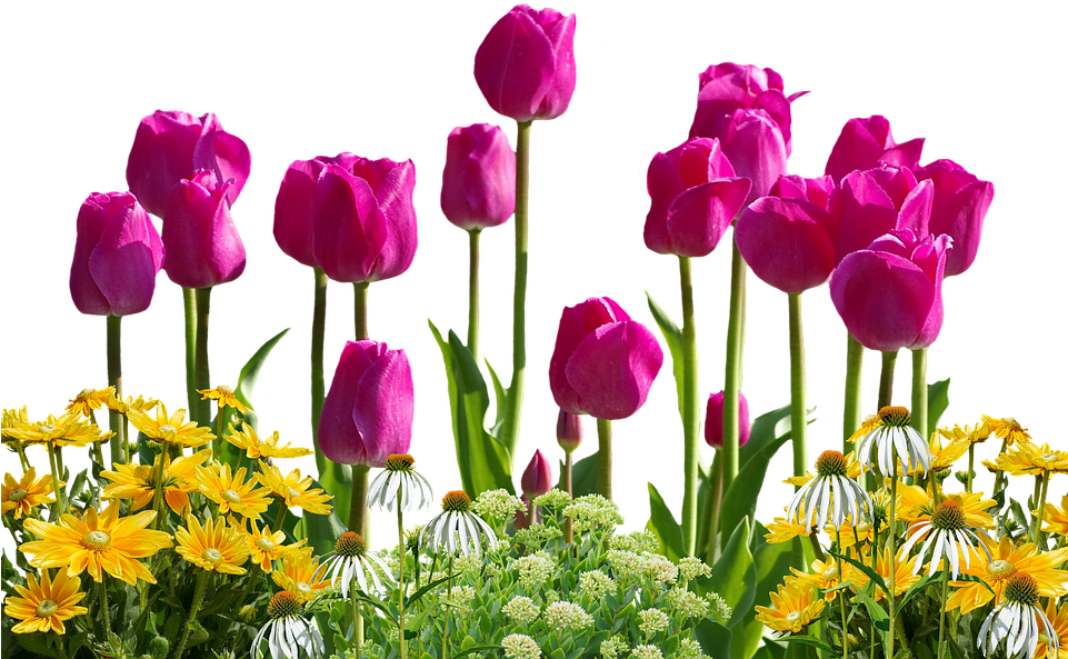 Tulip Flower Png (960x707), Png Download