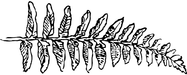 Outline, Leaf, Cartoon, Fern, Branch, Plant, Vine - Clip Art Black And White Fern (640x320), Png Download