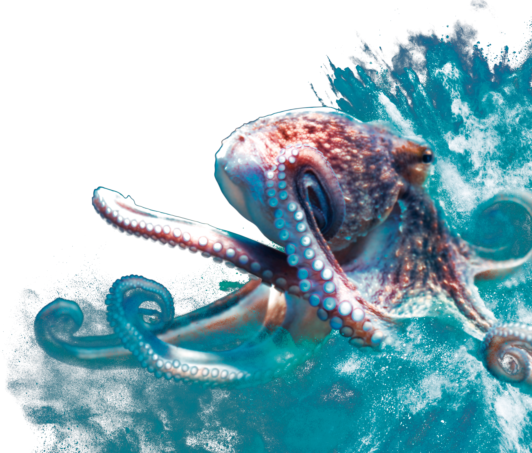 Stick To It - Octopus (2000x1564), Png Download