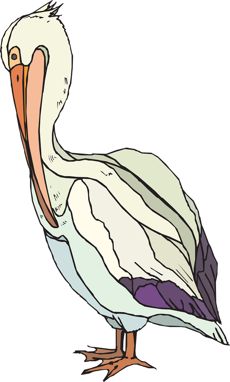 Pelican With Colorful Feathers Svg Clip Arts 360 X (360x596), Png Download