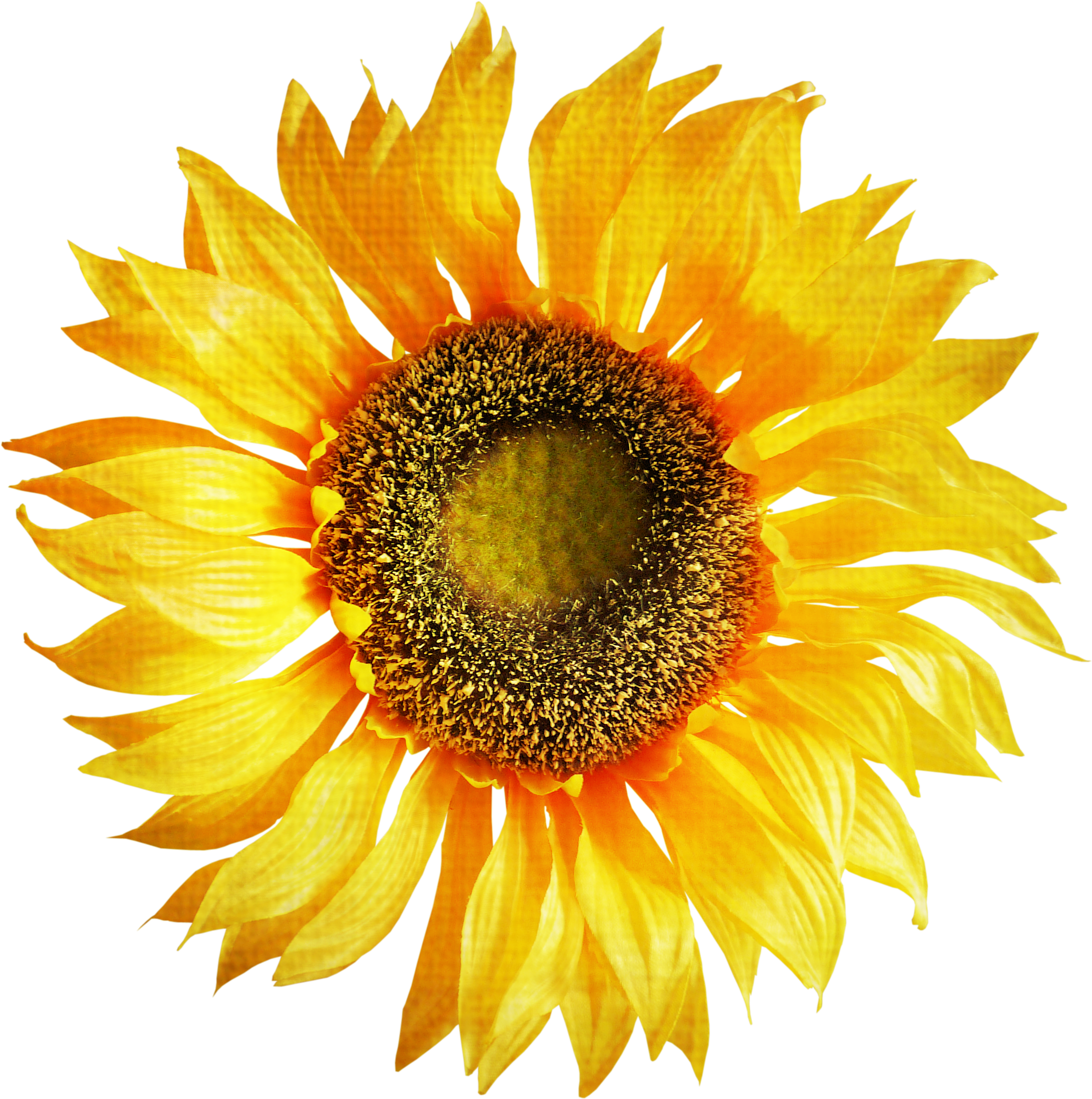 Sunflower Png (2517x2525), Png Download