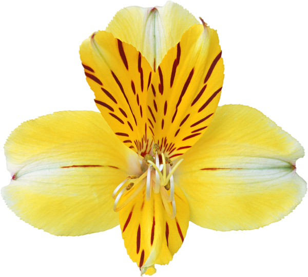 Happy Birthday Banner With Balloons Transparent Png - Orquideas Amarillas Png (600x539), Png Download