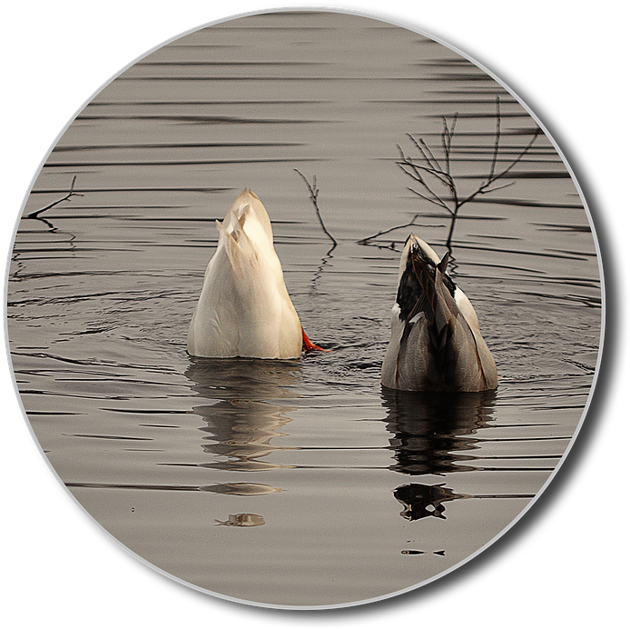 Ducks, Png, Diving, Water, Lake, Water Bird, Animal - Water (720x720), Png Download