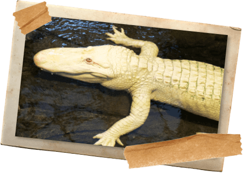 These Rare And Mystical Creatures From The Louisiana - Alligators (493x351), Png Download