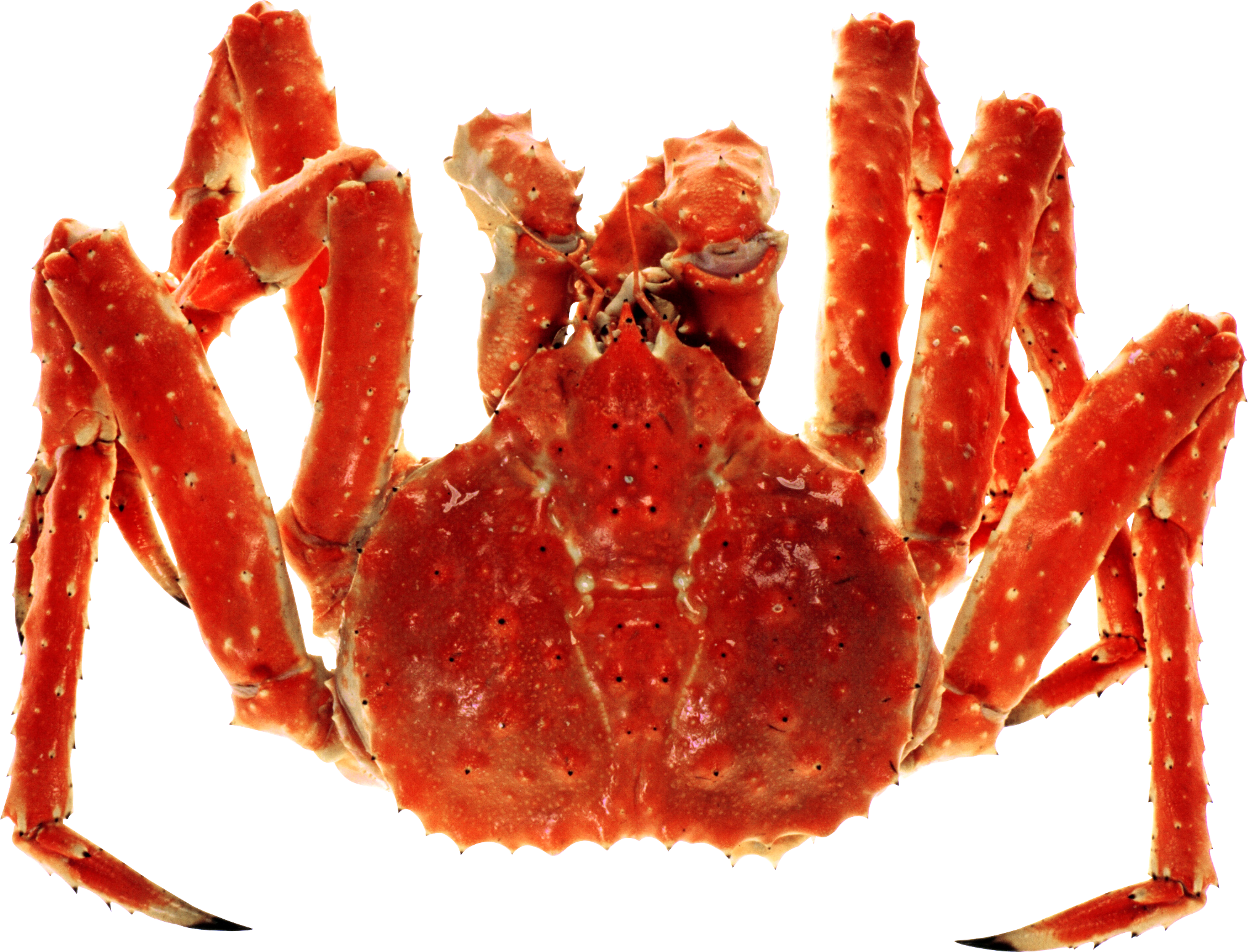 Live King Crab Png (2024x1544), Png Download