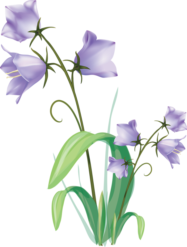 Яндекс - Фотки - Flowering Plants Drawing (605x800), Png Download