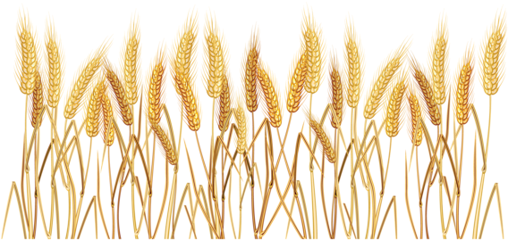 Wheatgrass Transparent Png Clipart Picture - Wheat Clipart Transparent Background (600x373), Png Download