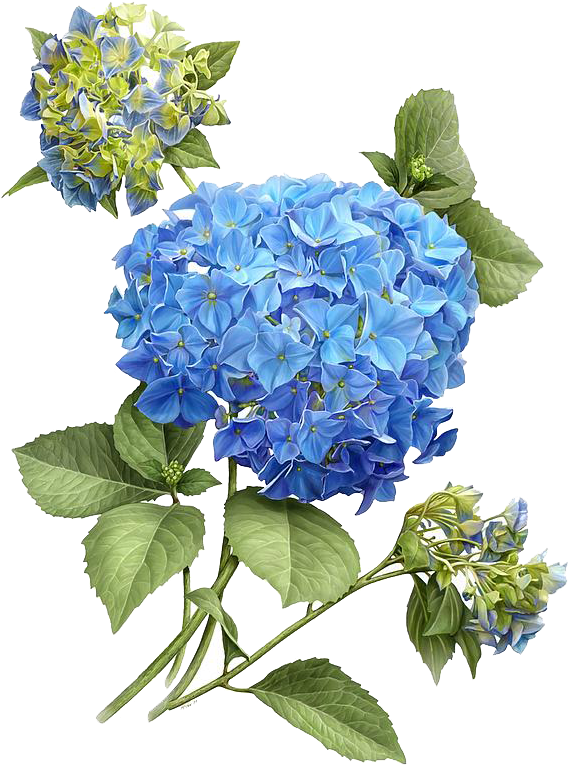 French Hydrangea Botanical Illustration Flower Painting - Hydrangea Illustration (675x828), Png Download