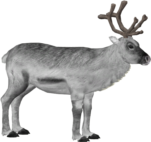 Svalbard Reindeer 2 - Wiki (531x531), Png Download