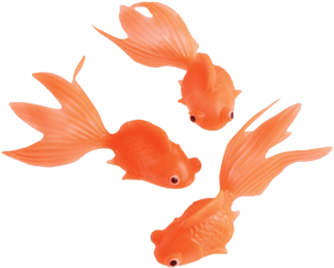 Stretchy Goldfish - Goldfish (500x500), Png Download