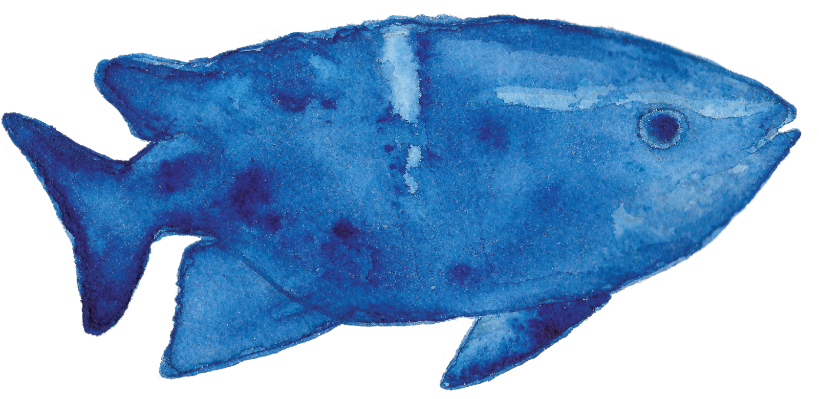 Creatures - Wrasses (1600x780), Png Download
