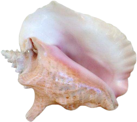 Seashells Clipart Transparent Tumblr - Seashells Tumblr Transparent (500x500), Png Download
