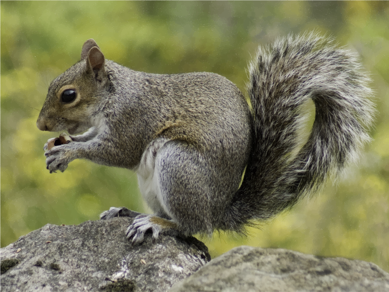 Medium Image - Wild Squirrels (800x601), Png Download