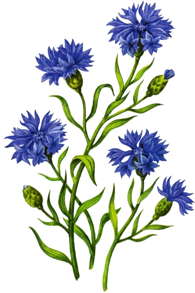 Cornflower Drawing White Background - Лесные И Полевые Цветы (397x604), Png Download