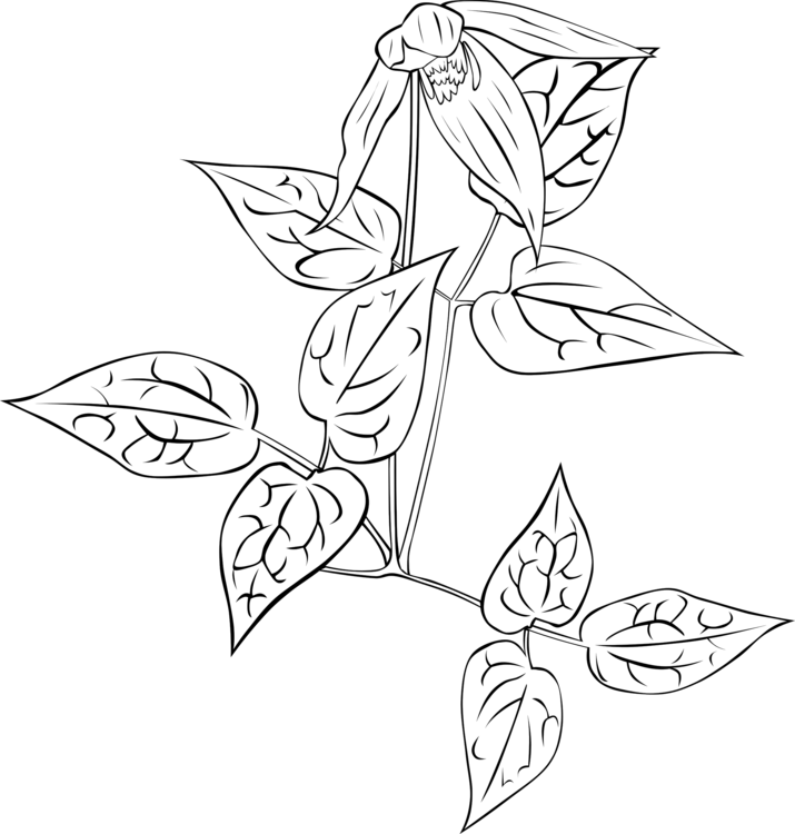 Computer Icons Download Visual Arts Flower Free Commercial - Gambar Bunga Untuk Di Gambar Di Buku Gambar (715x750), Png Download