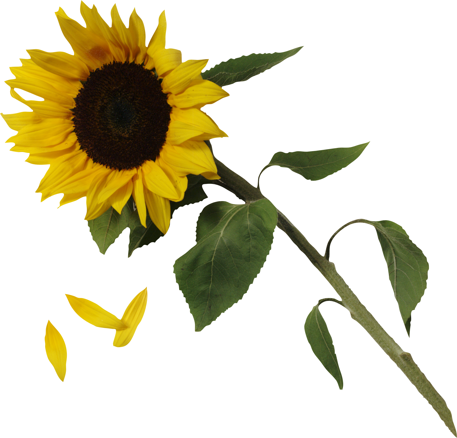 Common Sunflower (1901x1821), Png Download