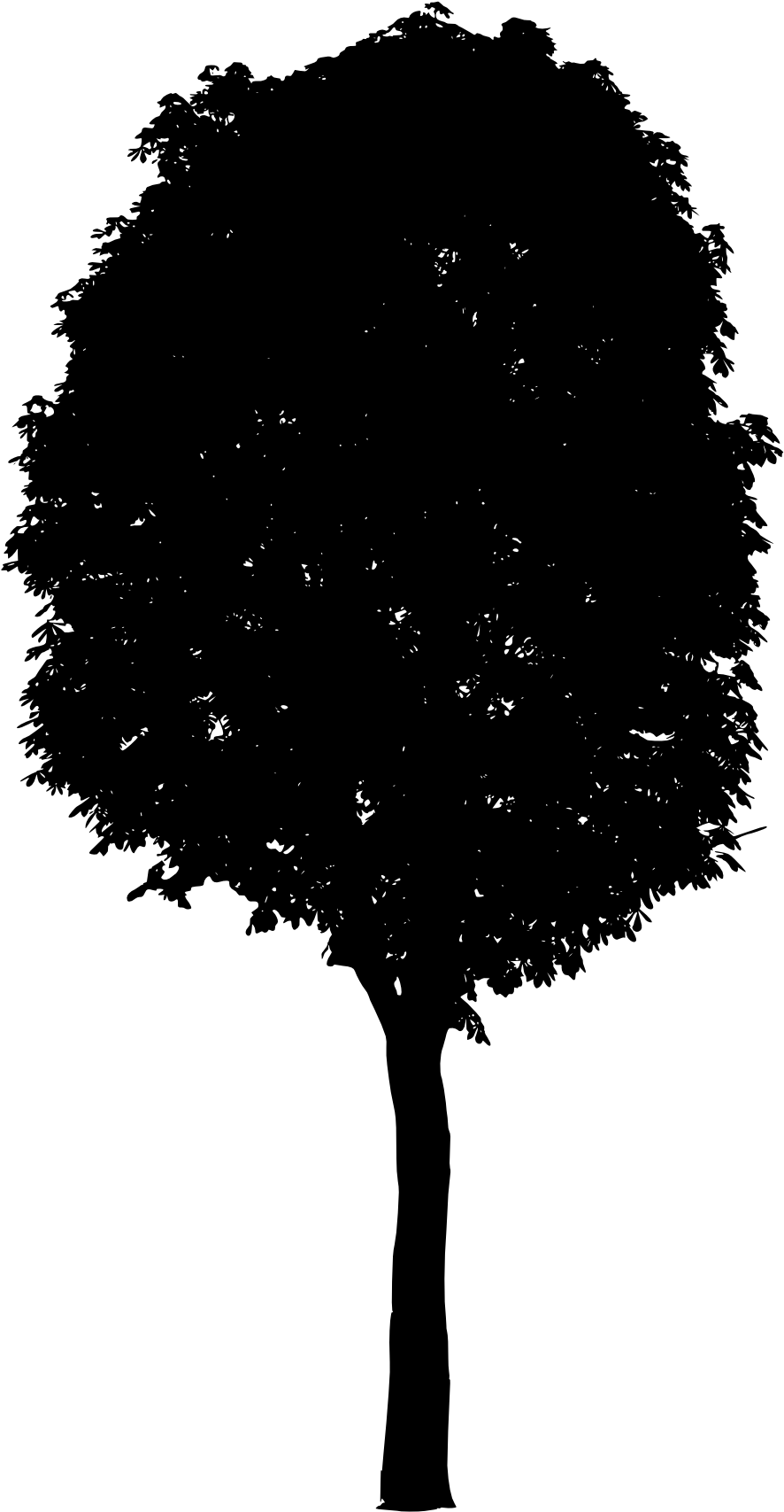 Png File Size - Tree (616x1024), Png Download