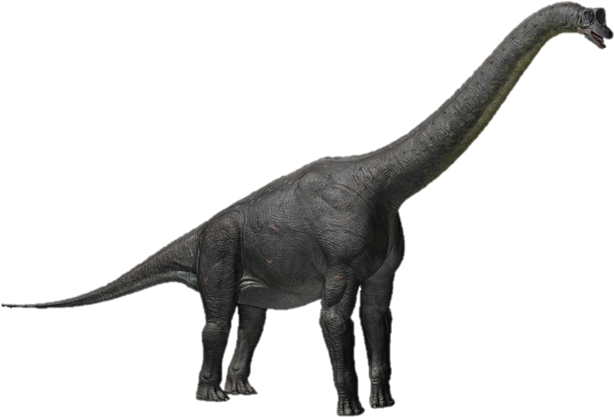 Alamosaurus - Apatosaurus Png (1279x862), Png Download