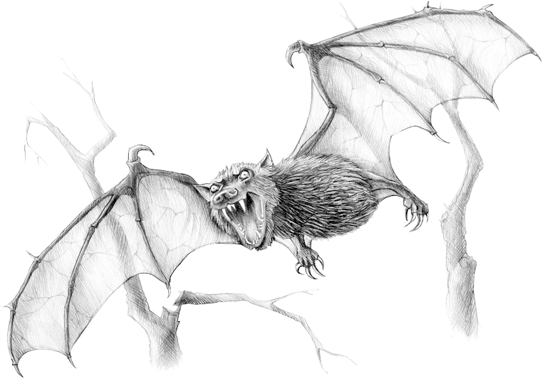 Blood Bat - Drawing (800x599), Png Download