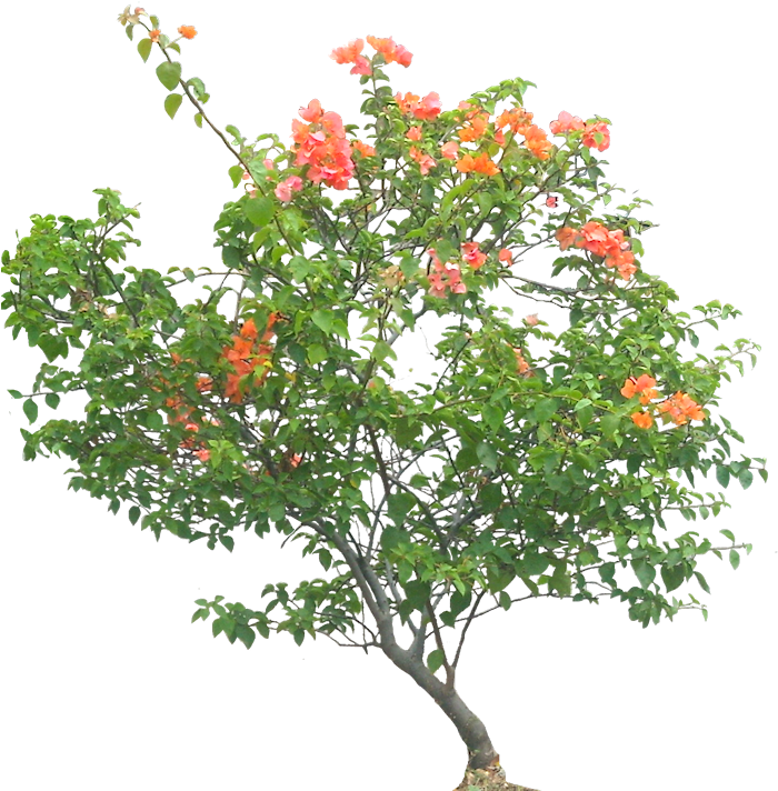 Png V - 5 - 7 Image - Bougainville Plant Png (706x732), Png Download