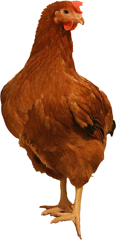 Brown Chicken Png Image Background - Transparent Rhode Island Chicken (482x900), Png Download