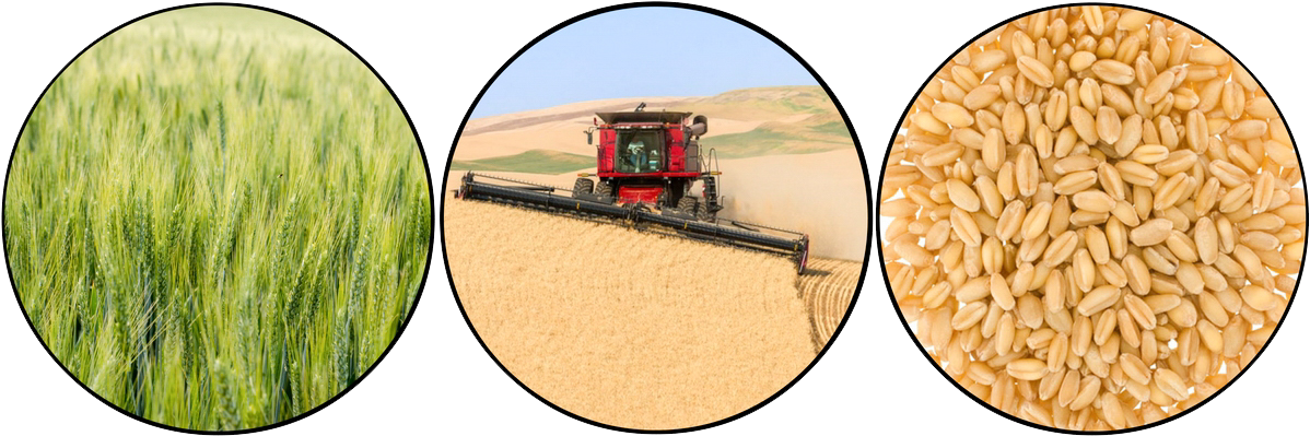 Hard White Wheat Berries - Bread (1200x412), Png Download