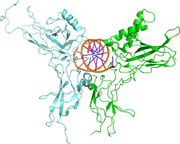 3do7 Nfkb Relb Dna - Circle (800x800), Png Download