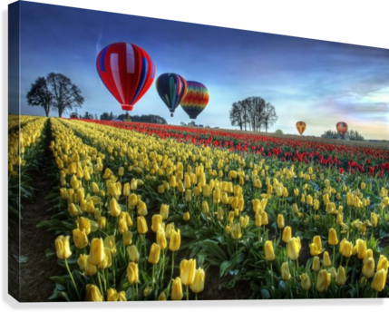 Hot Air Balloons Over Tulip Field Canvas Print - Hot Air Balloons Spring (429x344), Png Download