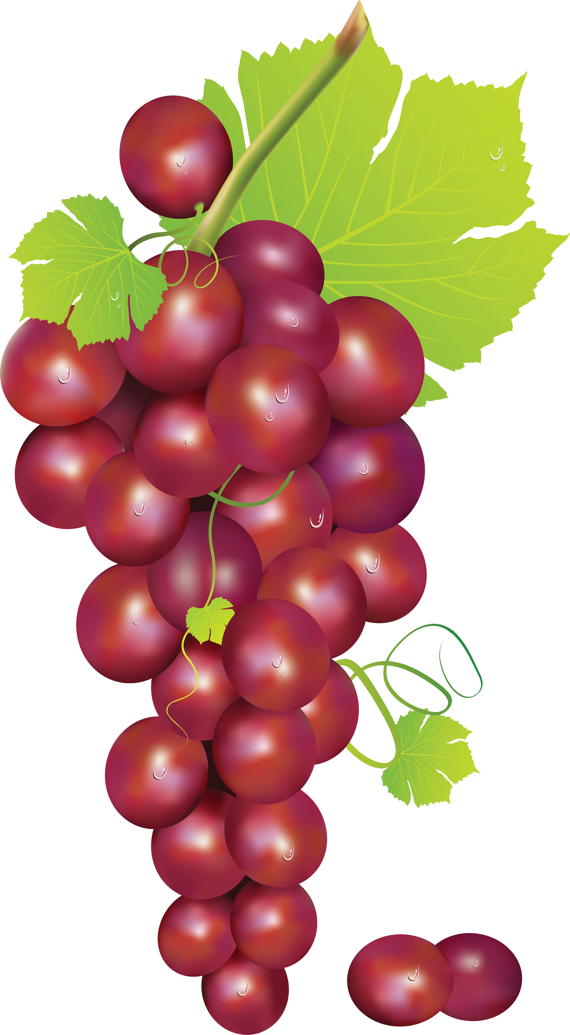 Grapes Vector Red Grape - Grapes Clipart Transparent Background (1950x3541), Png Download