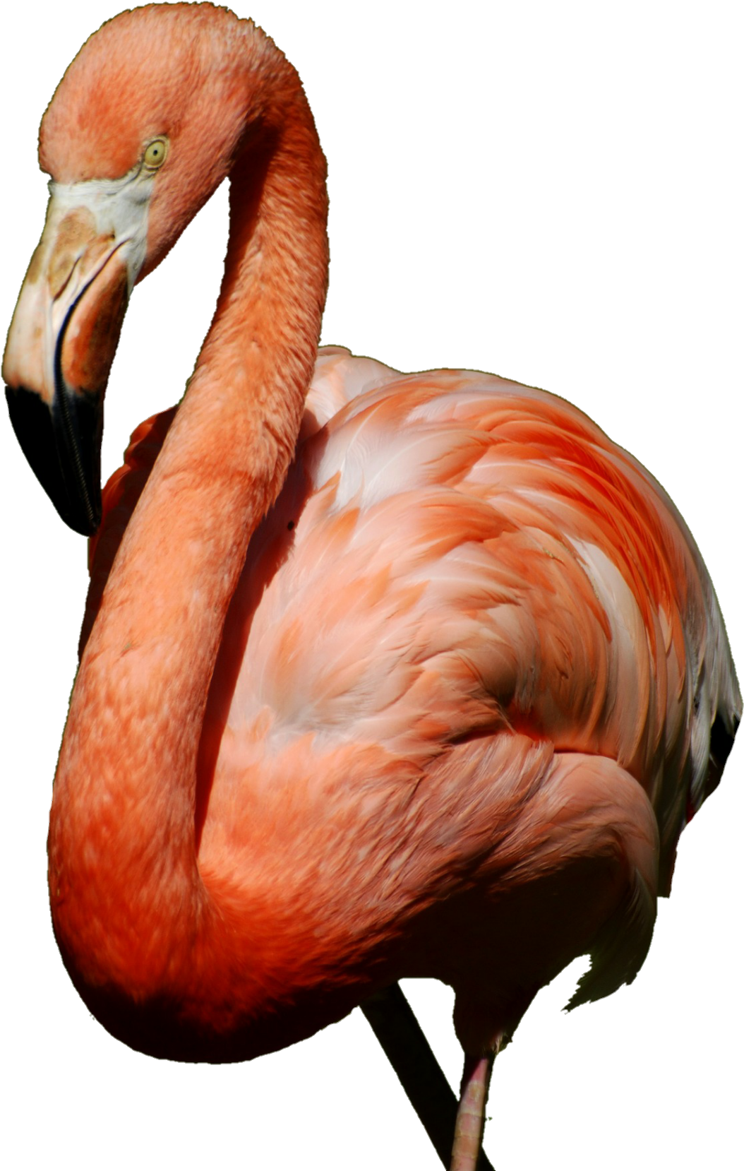 Report Abuse - American Flamingo Journal: 150 Page Lined Notebook/diary (1024x1529), Png Download