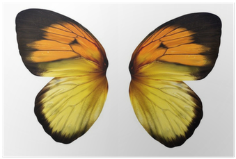 Real Butterfly Paperweight (3" X 3" X 1") (yellow Orange (400x400), Png Download