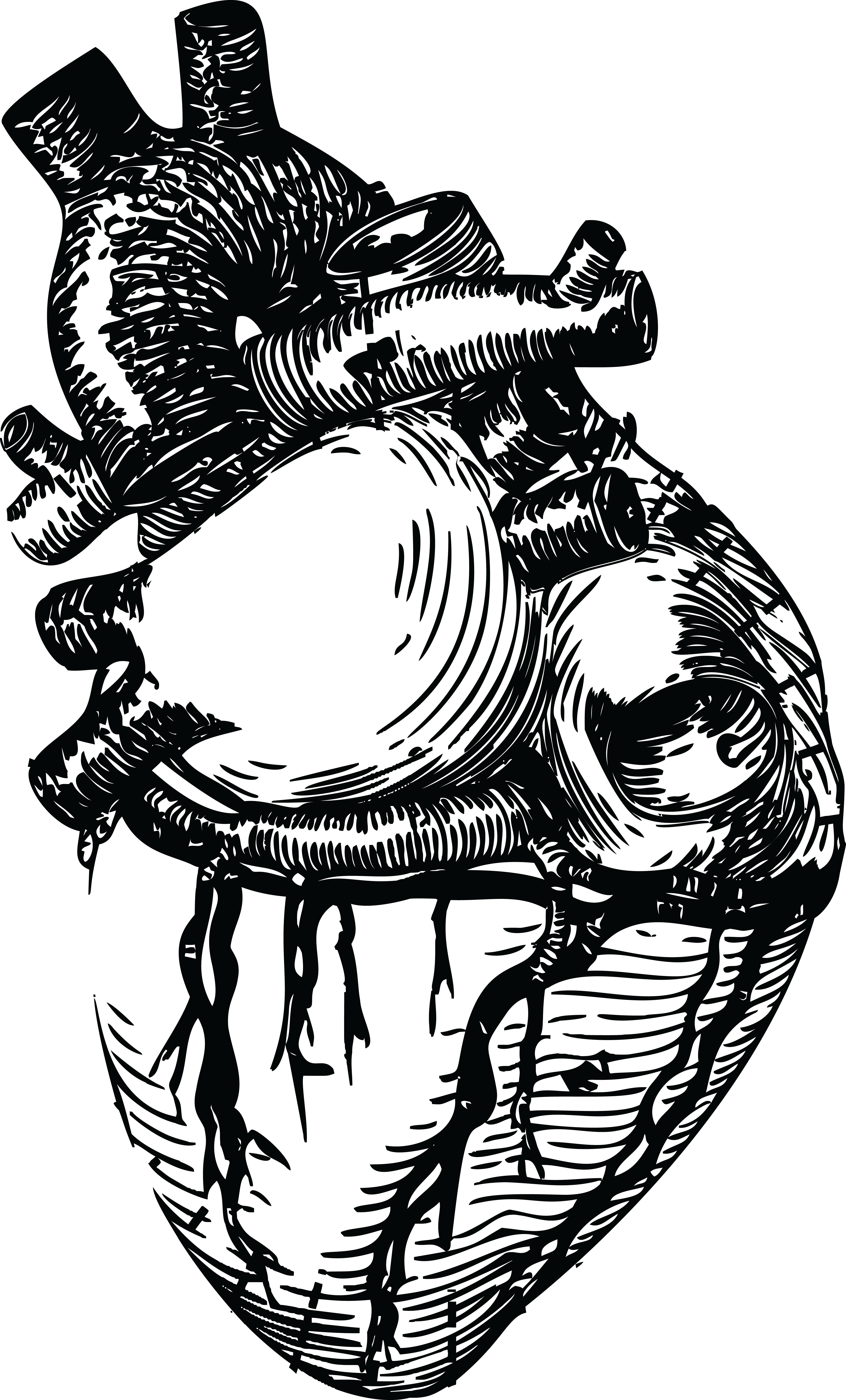 Drawn Grenade Human Heart - Realistic Heart Line Art (4000x6616), Png Download