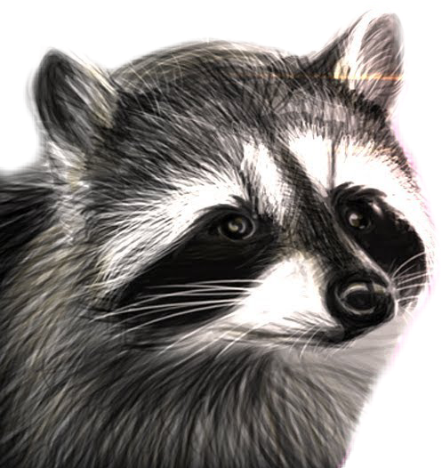 Raccooneggs Youtube Csgo Raccoon Raccoonsticker Here - Raccooneggs Raccoon (497x526), Png Download